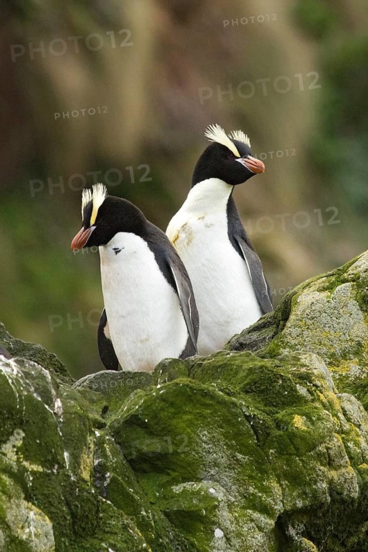 Erect-crested Penguin (Eudyptes sclateri), Antipodes Island, New Zealand