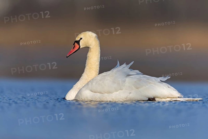 Höckerschwan, Mute Swan, Cygnus olor, Cygne tuberculé, Cisne Vulgar