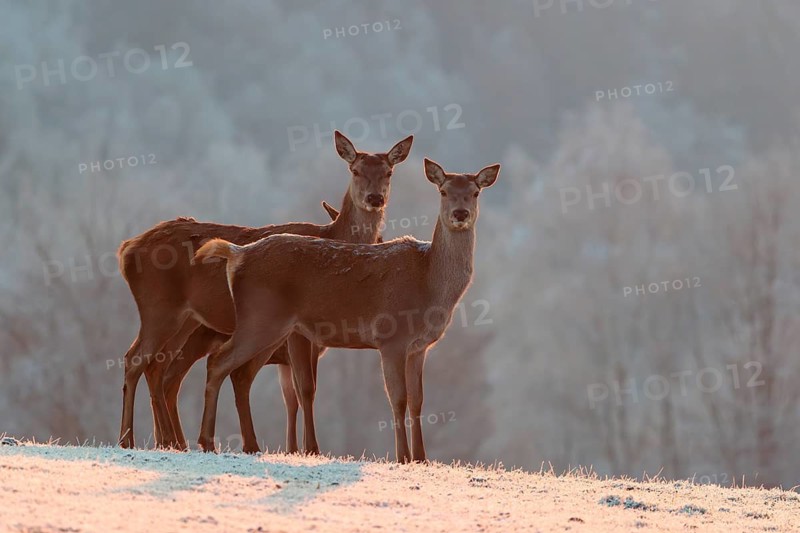 Three female red deer (Cervus elaphus) stand on a meadow covered in hoar frost in the faint light of a slightly misty winter's day. A forest covered in hoarfrost can be seen in the background