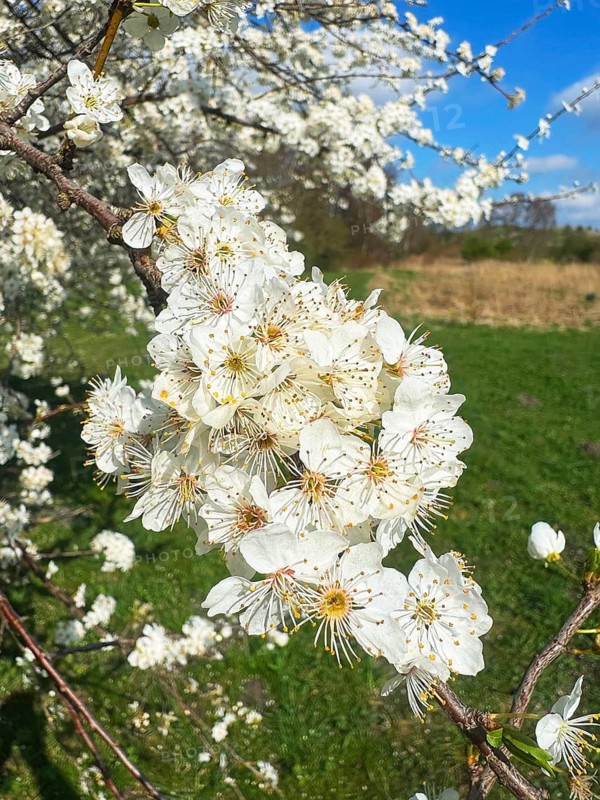 Flowering sloe, blackthorn (Prunus spinosa) in Ystad, Skåne county, Sweden, Scandinavia
