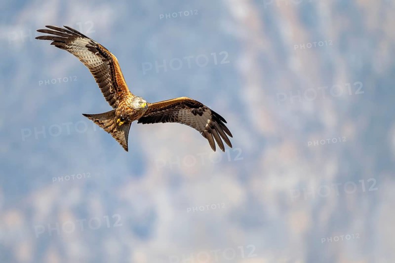 Red kite (Milvus milvus), in flight, Münster, Tyrol, Austria