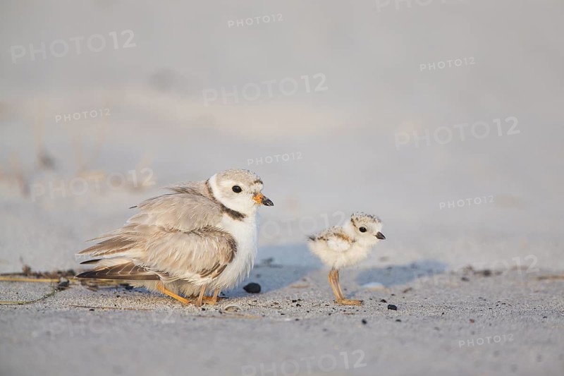 Piping Plover (Charadrius melodus) with chicks, Massachusetts, USA