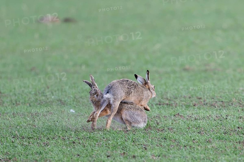 European hare (Lepus europaeus) mating season, so-called gathering time, hares fighting with each other, Lower Austria, Austria