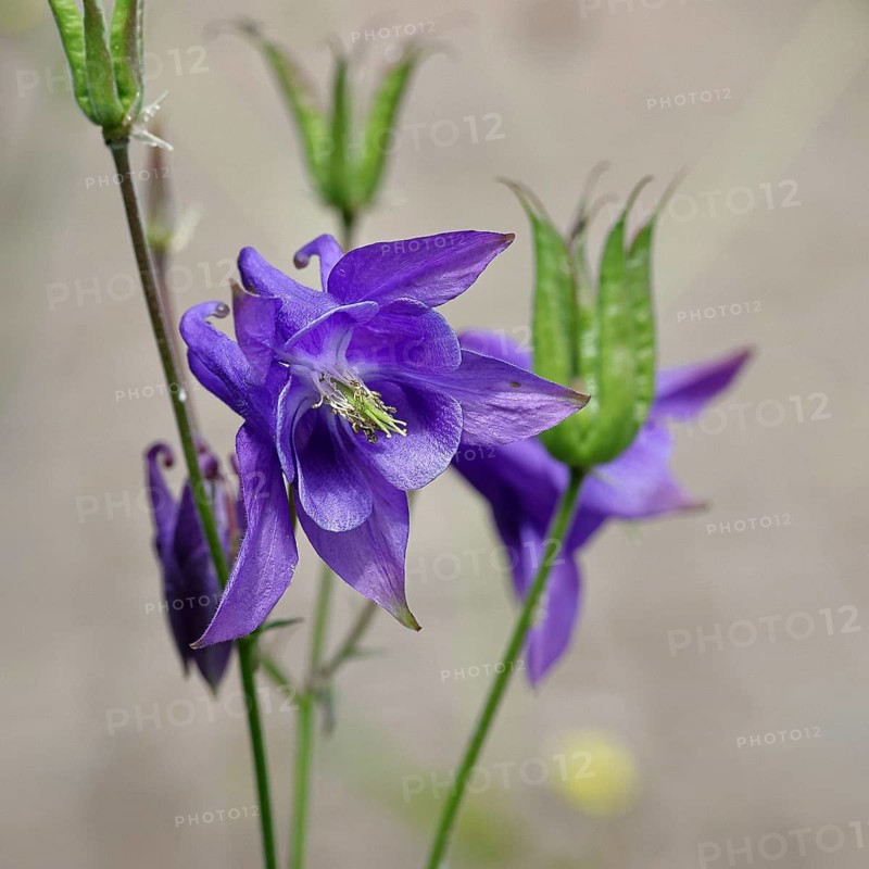 Columbine (Aquilegia vulgaris), blue flower at the edge of a forest, Wilnsdorf, North Rhine-Westphalia, Germany