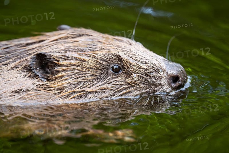Eurasian beaver (Castor fiber) swimming on a lake, Bavaria, Germany