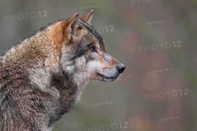 European Wolf (Canis lupus) adult portrait, Lower Saxony, Germany