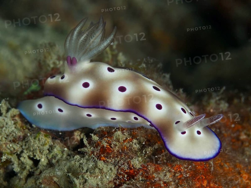 Lateral view of a white nudibranch with purple spots, Hypselodoris tryoni, dive site Gondol Reef, Gondol, Bali, Indonesia