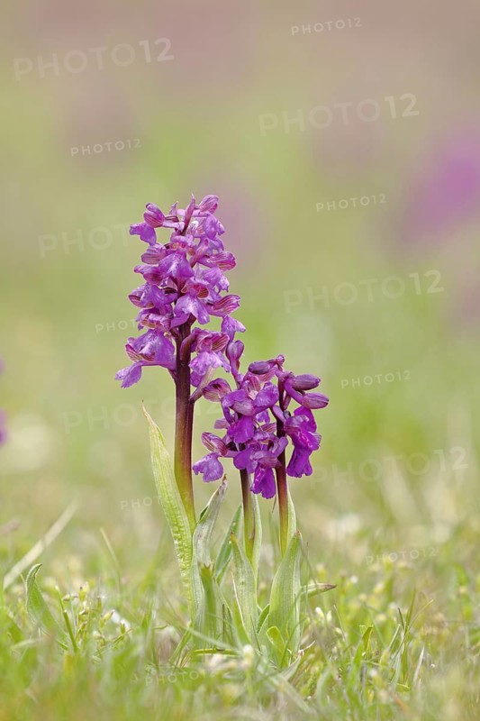 Green-winged orchid (Anacamptis morio), two inflorescences next to each other in a meadow, close-up, Hesse, Germany
