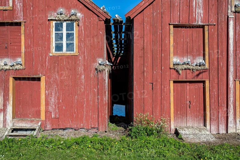 Black-legged kittiwakes (Rissa tridactyla) nesting in the facade of old houses, Vardø, Varanger, Finnmark, Norway