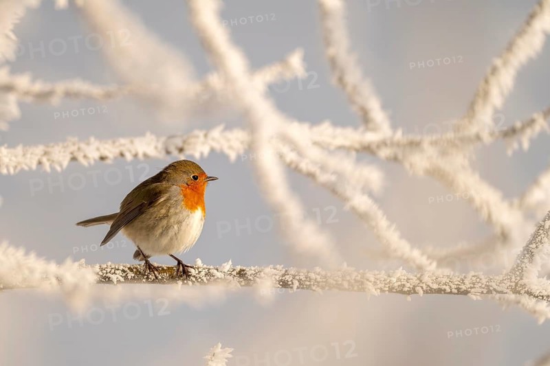 Robin (Erithacus rubecula), sitting on a branch, Schlitters, Tyrol, Austria