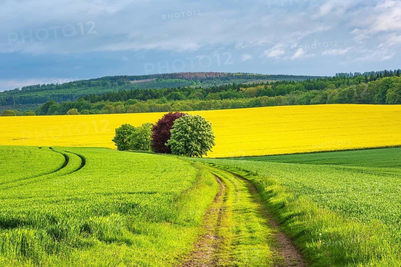Cultural landscape in the Reinhardswald, field path through flowering rape field and grain field in spring, North Hesse, Hesse, Germany