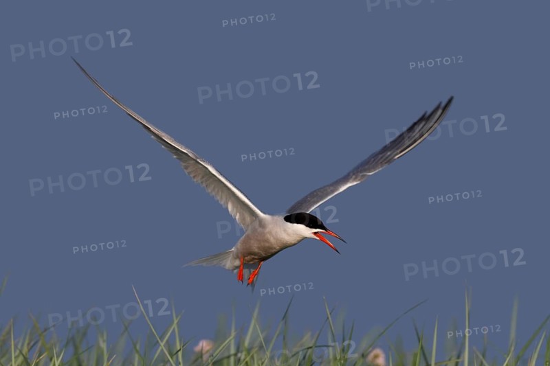 Common Tern (Sterna hirundo), flight study, animal in flight, Lower Saxon Wadden Sea National Park, East Frisian Islands, Lower Saxony, Germany