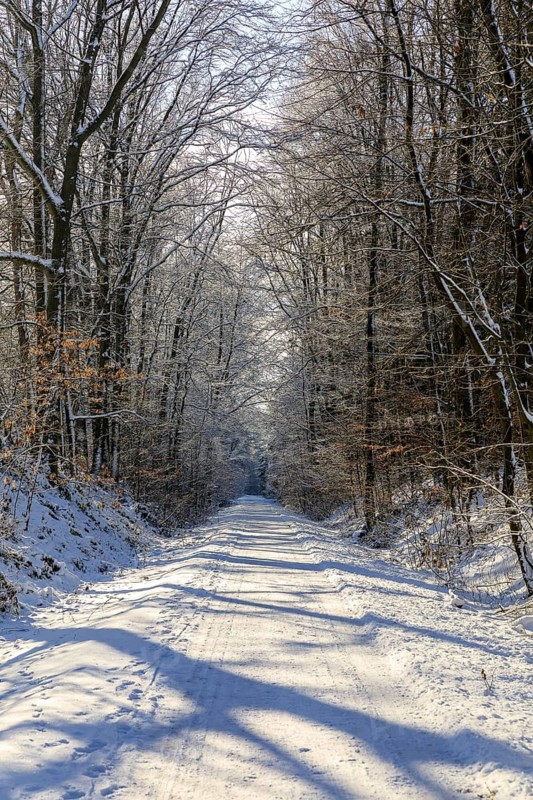 Straight hiking trail on a former railway embankment in the snow near Dürrröhrsdorf-Dittersbach, Saxony, Germany