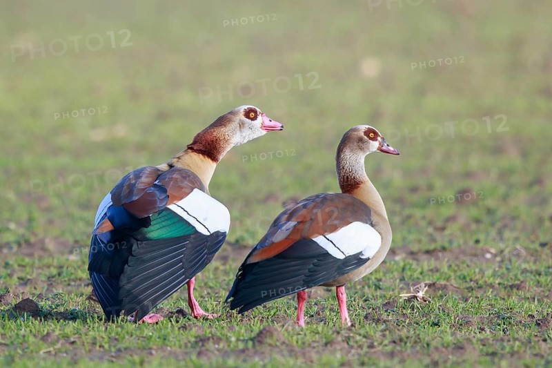 Egyptian Goose (Alopochen aegyptiaca) pair displaying, North Rhine-Westphalia, Germany