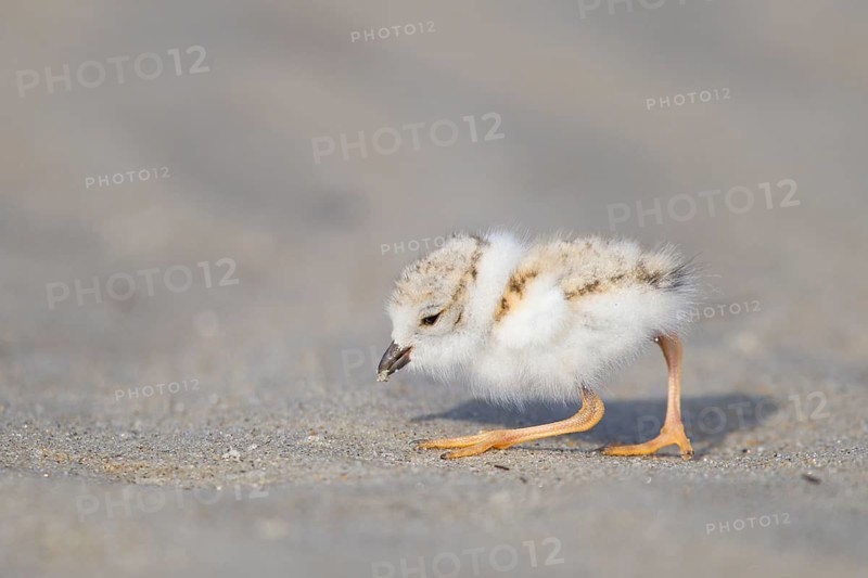 Piping Plover (Charadrius melodus) chick, Massachusetts, USA