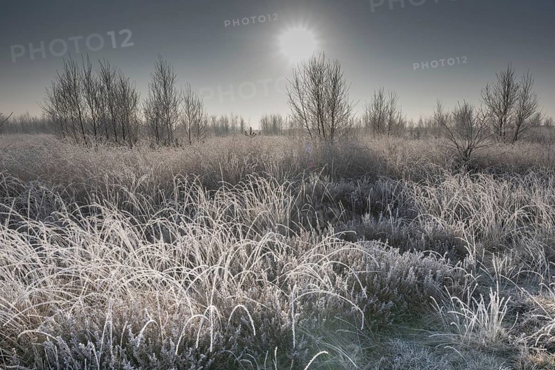 Moorland landscape in hoarfrost, Emsland, Lower Saxony, Germany