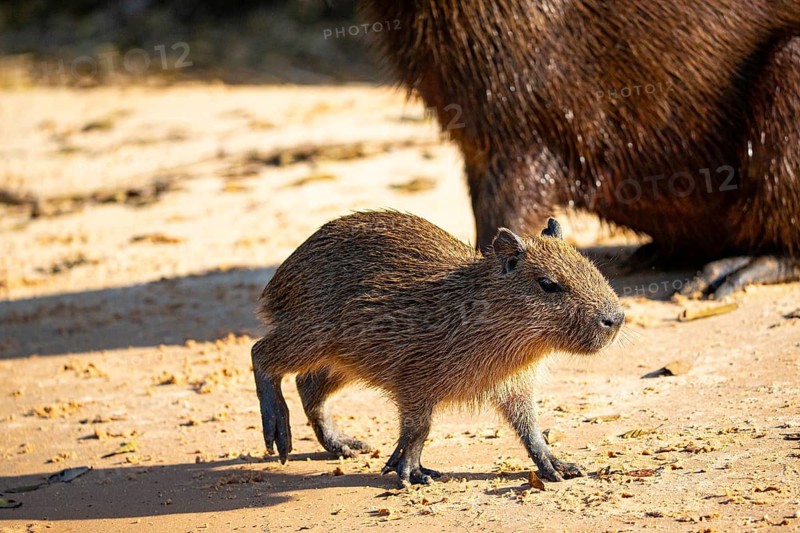 Capybara (Hydrochaeris hydrochaeris) Pantanal Brazil