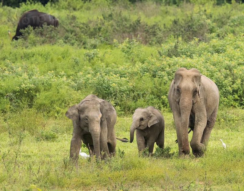 Indian elephants (Elephas maximus indicus) and gaur (Bos gaurus), Khiri Khan, Hua Hin, Kui Buri National Park, Thailand