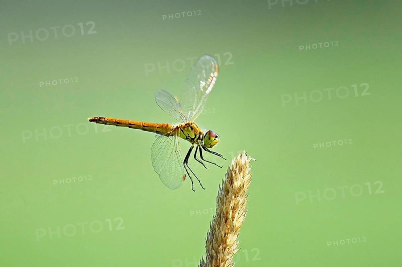 Marsh dragonfly (Sympetrum depressiusculum), female approaching a blade of grass, Switzerland