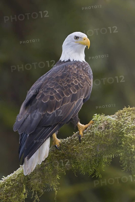 Bald Eagle (Haliaeetus leucocephalus), British Columbia, Canada