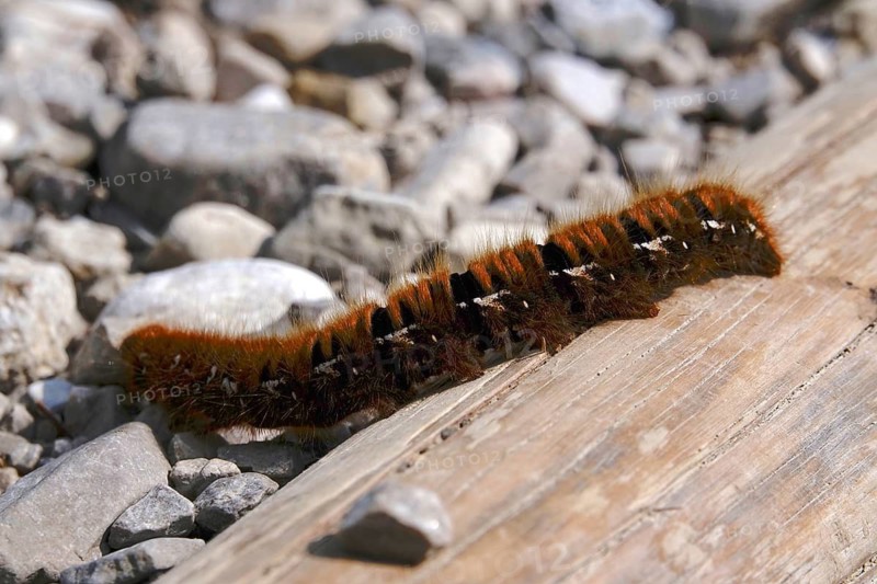 Blackberry moth (Macrothylacia rubi), August, Bavaria, Germany