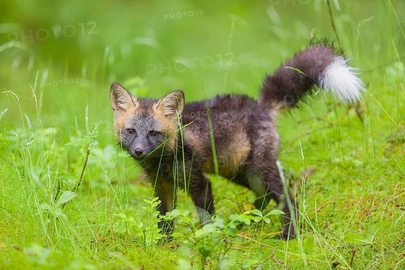 One young silver fox (Vulpes vulpes) exploring the surrounding of its den on the mossy forest floor