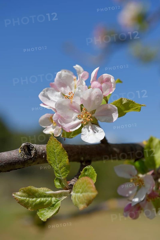 Flower of the European wild apple (Malus sylvestris), near Confrides, Province of Alicante, Costa Blanca, Spain