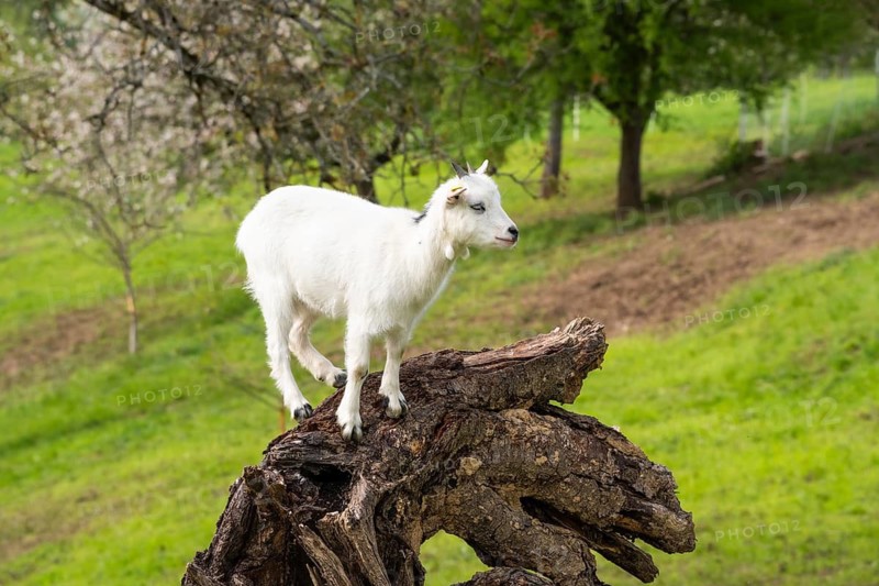 White domestic goat climbing on a tree trunk. Grazing. Germany