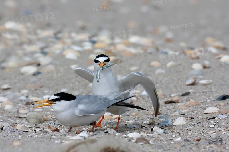 Little Tern (Sternula albifrons), pair during mating ritual, adult birds in courtship display, pair just in front of copulation, cock with fish in beak, mating feeding, Lower Saxon Wadden Sea National Park, East Frisian Islands, Lower Saxony, Germany