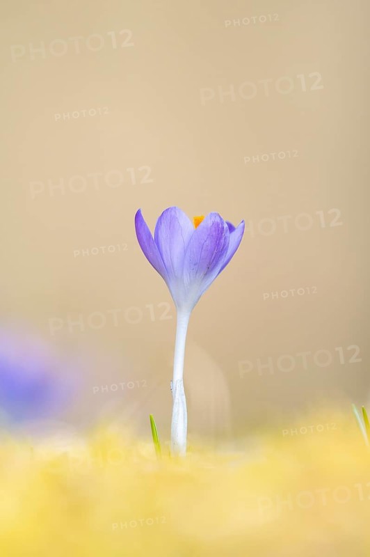 Flowering crocuses (Crocus) in the garden in springtime on a sunny day, Bavaria, Germany