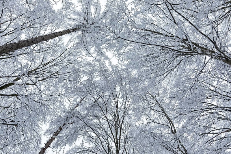 View upwards into the treetops, which are thickly covered with snow and hoarfrost, winter forest at Czorneboh, Upper Lusatia, Saxony, Germany