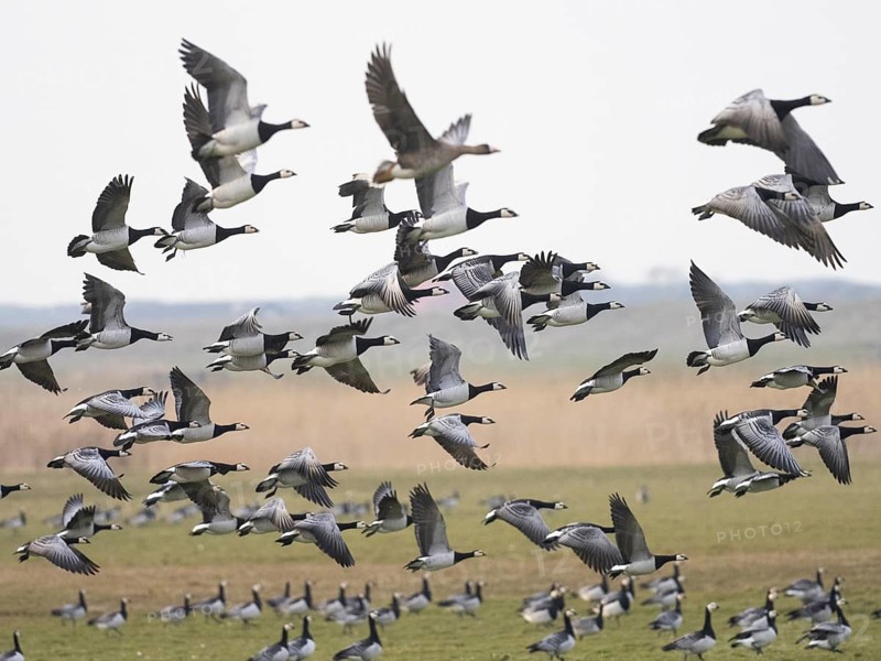Barnacle Geese (Branta leucopsis), flock of adult birds in flight, island of Texel, Holland