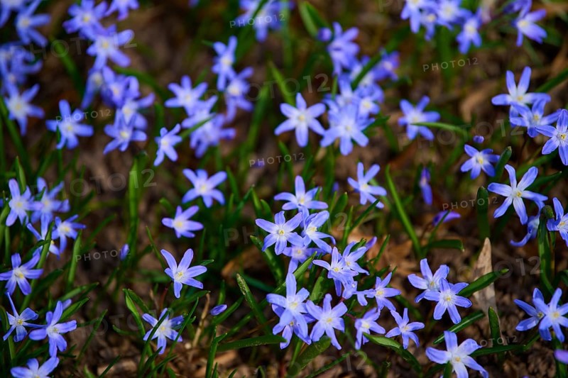 Blue star (Scilla), a field of bluish-purple blue stars covers a meadow in spring light, Baden-Württemberg, Germany
