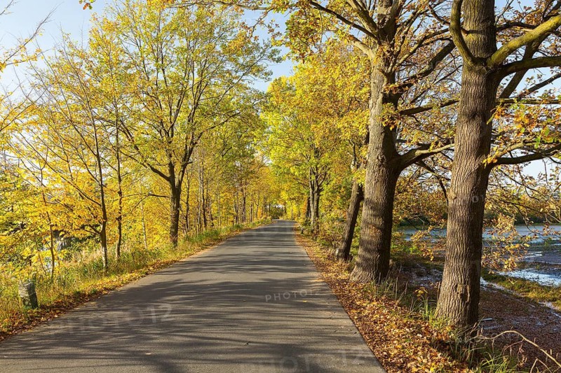 Road between the Zschorna ponds in autumn, Thiendorf, Saxony, Germany