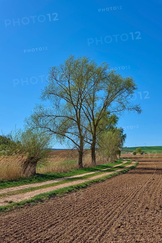 Natural landscape with country lane and tall trees, conveys peace and space, Pflaumheim, Großostheim, Bavaria, Germany