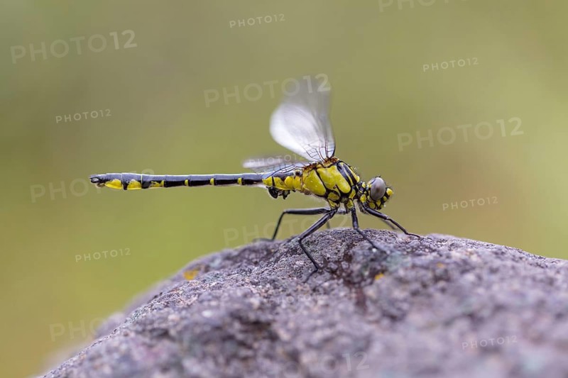 Common Club-tail, (Gomphus vulgatissimu), damselfly, damselfly, dragonfly, insect, Lesbos, Lesbos Island, Greece