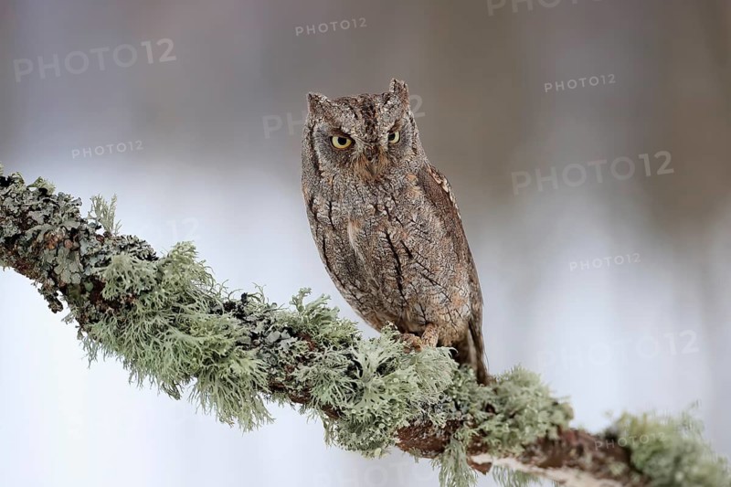 European scops owl (Otus scops), adult, perch, winter, snow, alert, Bohemian Forest, Czech Republic