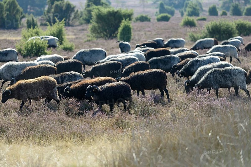Heidschnucken (Ovis aries), herd in the blooming heathland, Südheide Nature Park, Lüneburg Heath, Lower Saxony, Germany