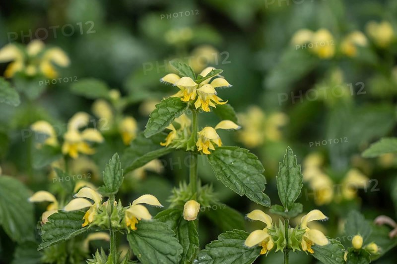 Golden Nettle (Lamium galeobdolon), Emsland, Lower Saxony, Germany