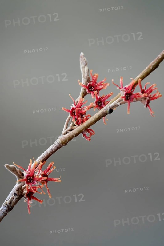 Flowering witch hazel (Hamamelis vernalis), winter, Germany
