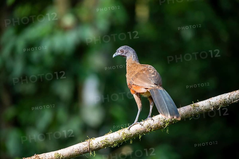 Grey-headed guan (ortalis cinereiceps), bird sitting on a branch, Heredia province, Costa Rica