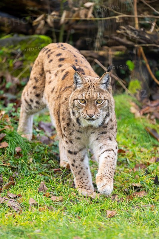 Eurasian lynx (Lynx lynx), in a forest, captive, Bavaria, Germany