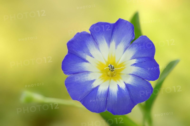 Tricolour bindweed or tricolour bindweed (Convolvulus tricolor), flower, North Rhine-Westphalia, Germany