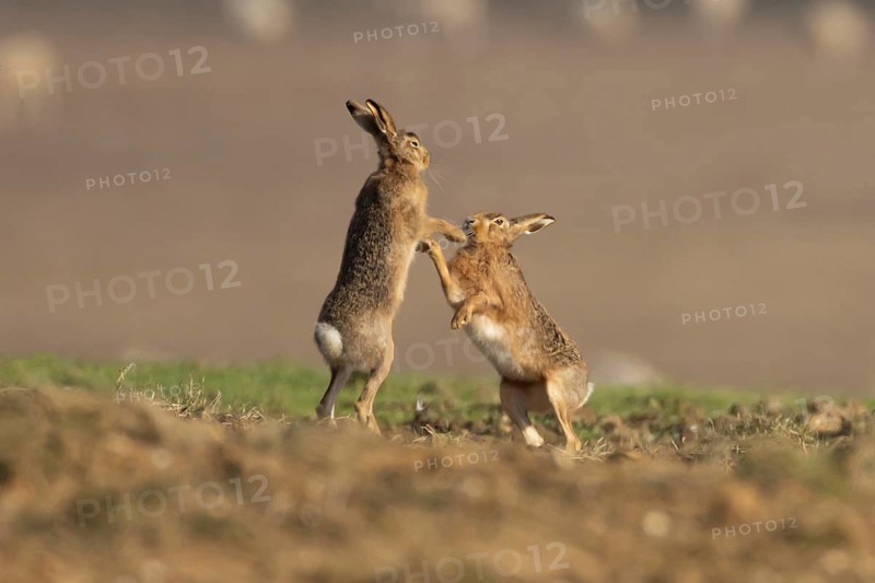 European brown hare (Lepus europaeus) two adult animal hares boxing in a farmland cereal field in spring, England, United Kingdom