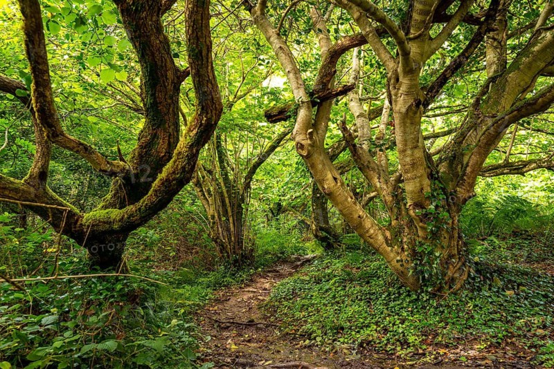 Dense forest with twisted trees and a narrow path leading into the thicket, Derrynane Mass Loop Walk, Iveragh Peninsula, County Kerry, Ireland