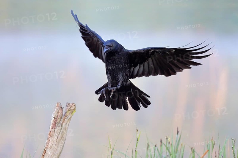 Rabenkrähe lat. Corvus corone, Altvogel fliegt im Morgenlicht einen Weidepfahl an