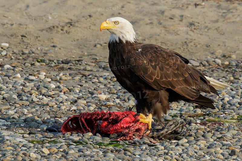 Bald Eagle (Haliaeetus leucocephalus) eating a seal pup on a beach in British Columbia, Canada