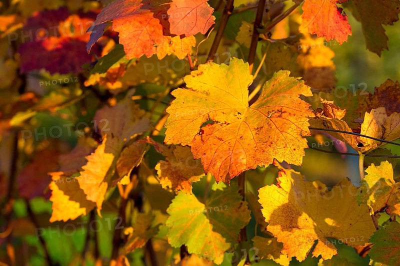 Orange and yellow autumn leaves glow in the sun and create a cosy autumn atmosphere, Baden-Württemberg, Germany