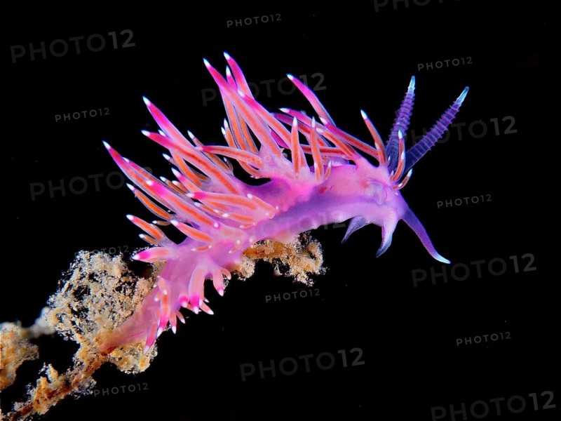 Bright pink nudibranch with purple accents, purple thread snail (Flabellina affinis), on black background, dive site Cap de Creus Marine Reserve, Rosas, Costa Brava, Spain, Mediterranean Sea