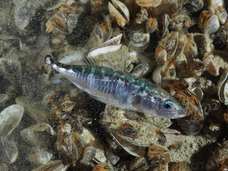 Three-spined stickleback (Gasterosteus aculeatus) swimming near quagga mussels (Dreissena rostriformis bugensis), invasive species, and sandy bottom under water, Steilwand dive site, Wallhausen, Lake Constance, Germany